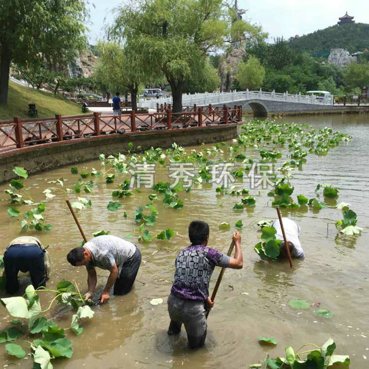 66盆栽荷花種植