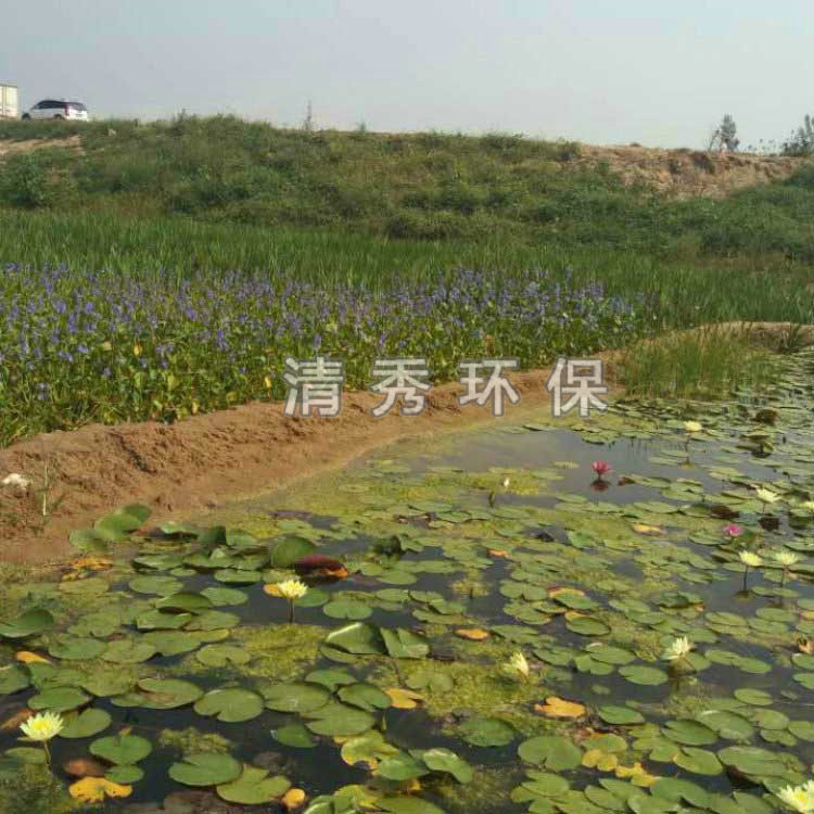 62豐縣大沙河種植