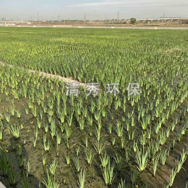 52泰安菖蒲種植