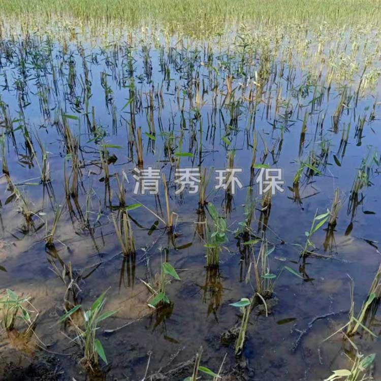 50晉城巴公河種植