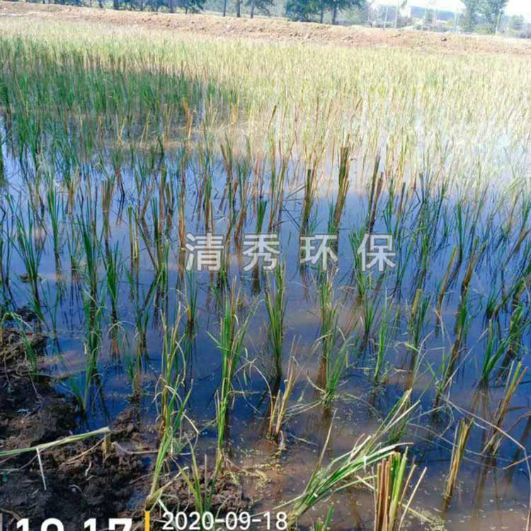 49澤州香蒲種植