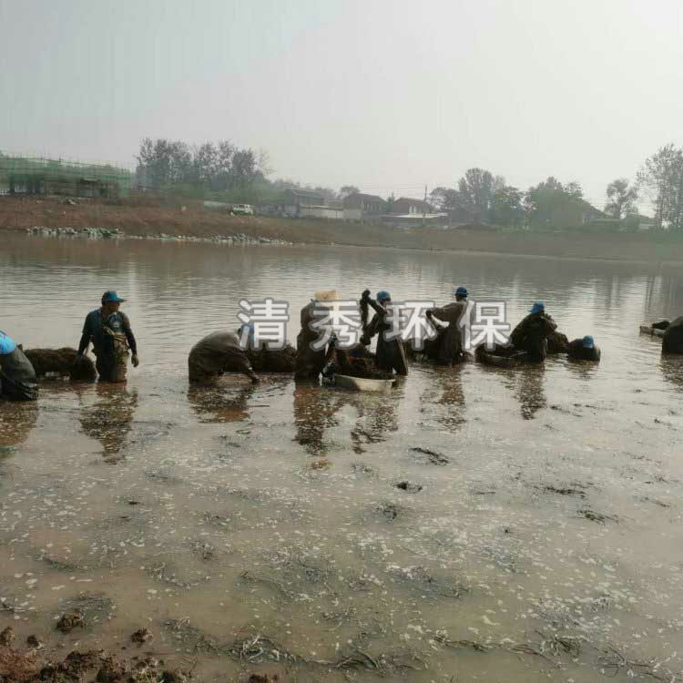 48晉城澤州狐尾藻種植