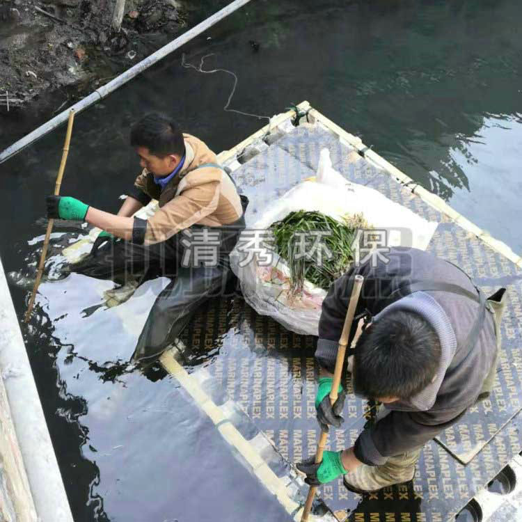 47佛山苦草種植