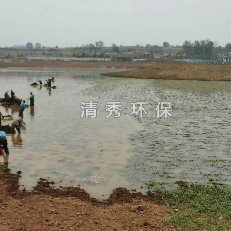 46澤州輪葉黑藻種植