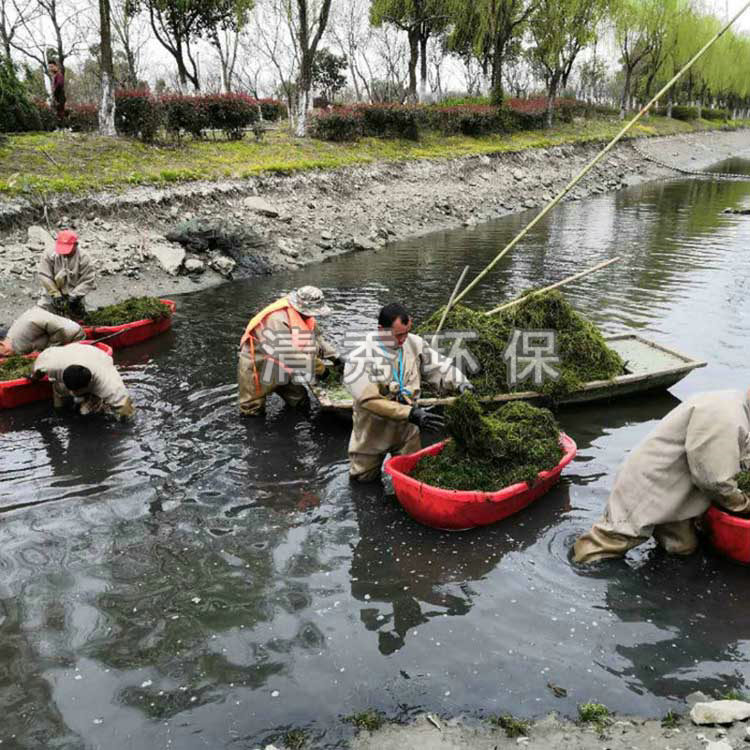 13常州薛家眼子菜種植